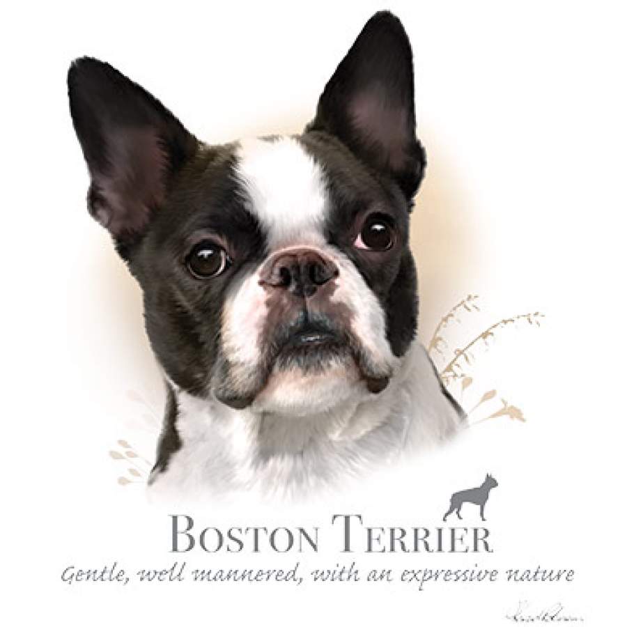 Boston Terrier Tshirt